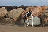 AMSTAFF ADULT 277
